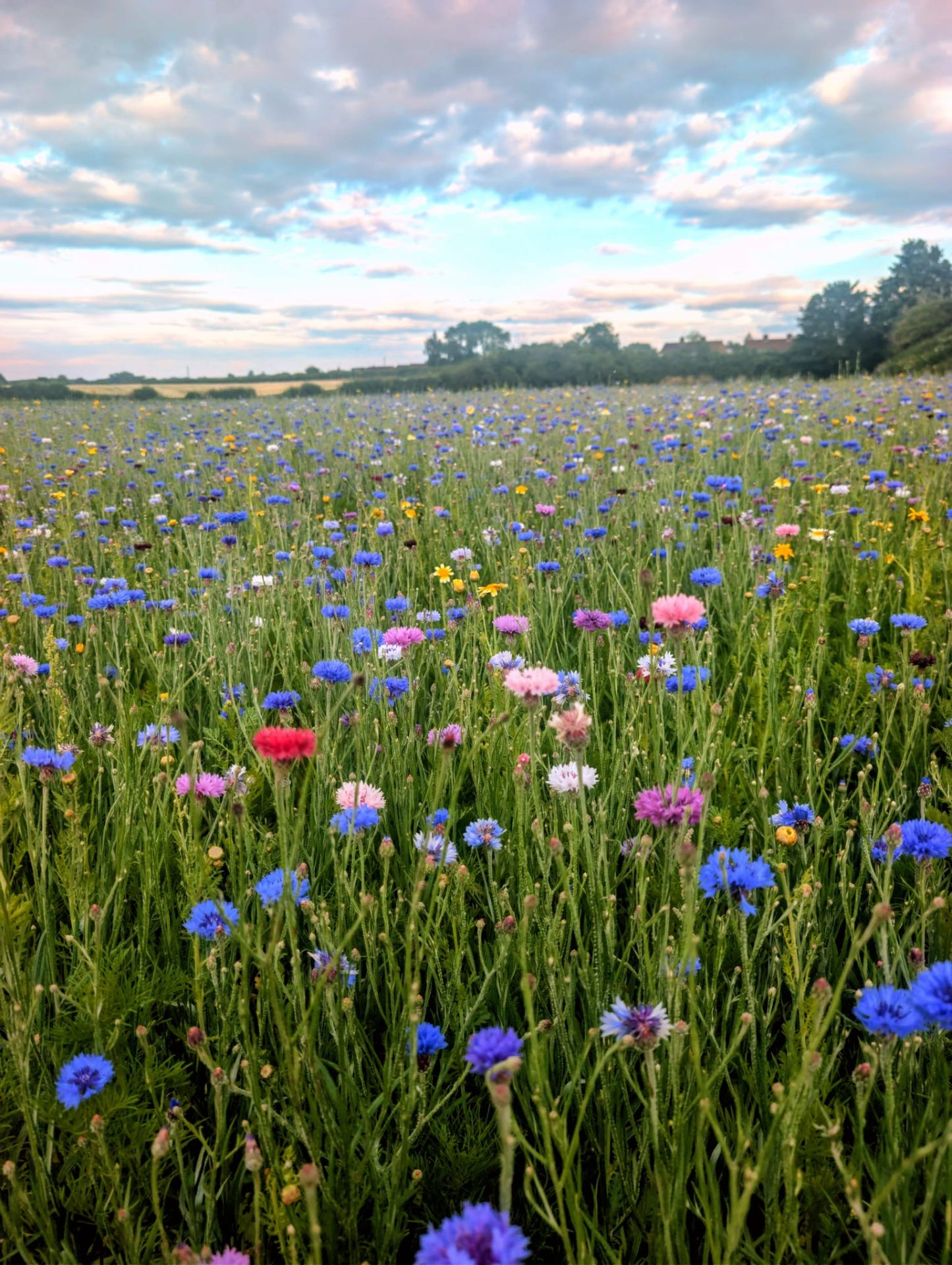 Woman walking through a wildflower meadow at golden hour