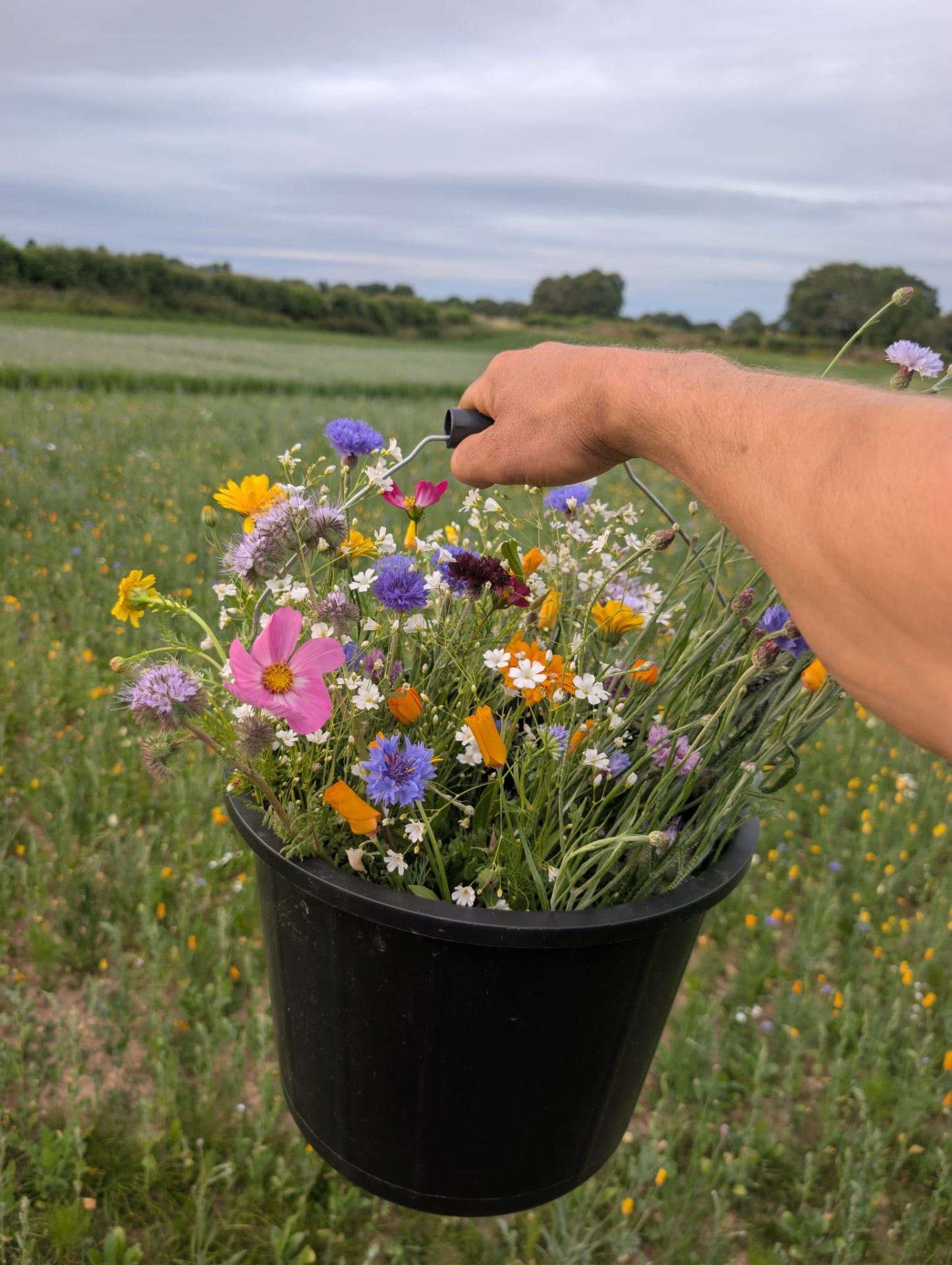 Black bucket brimming with freshly picked wildflowers