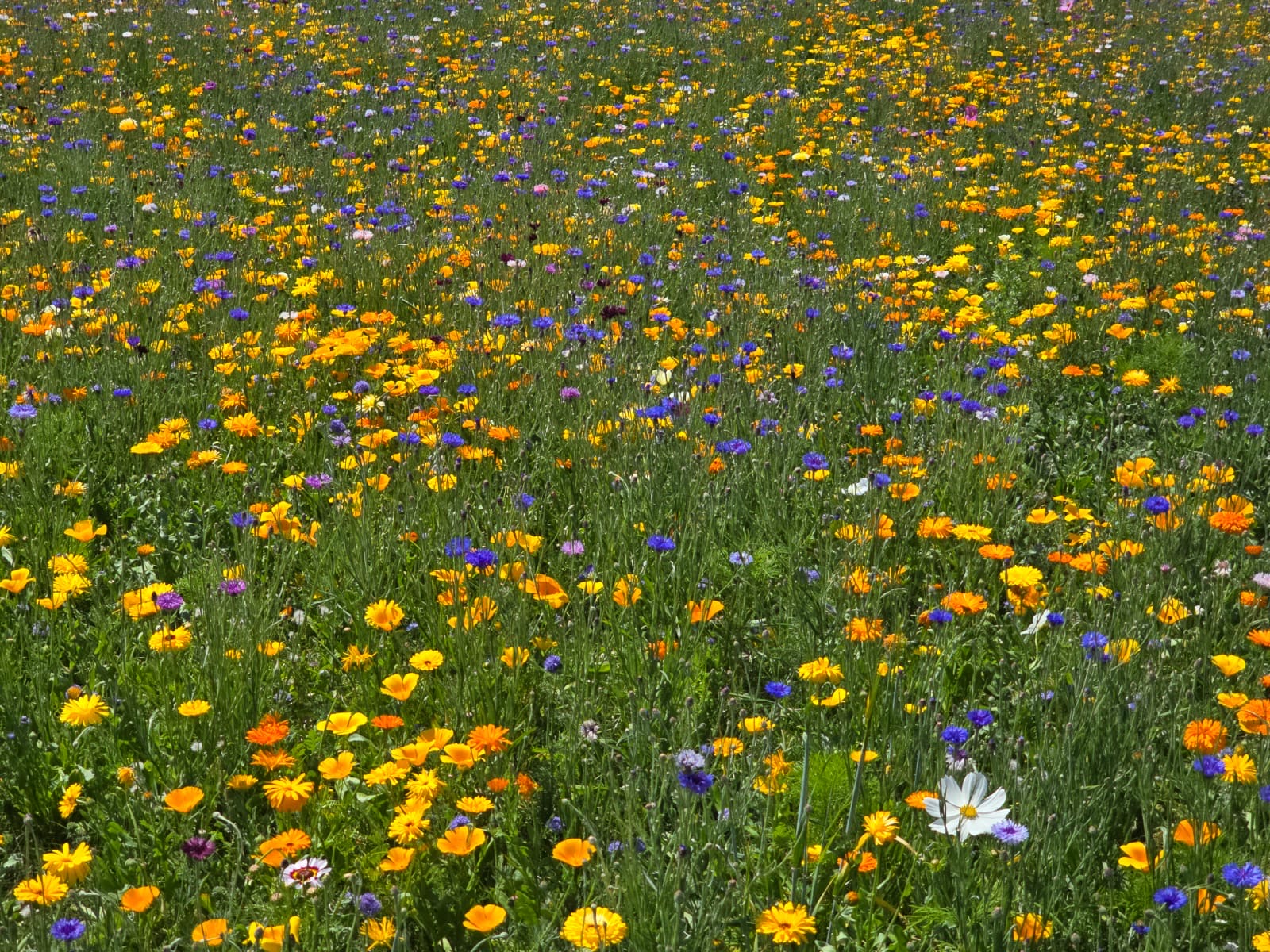 A single daisy