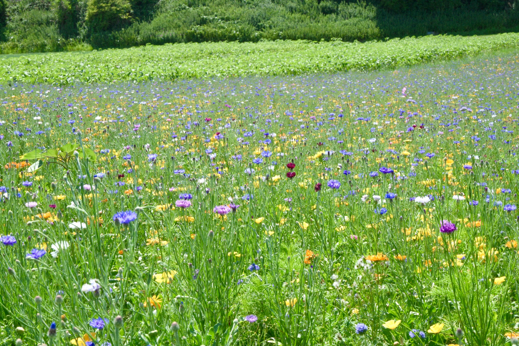 Rolling wildflower meadow at golden hour