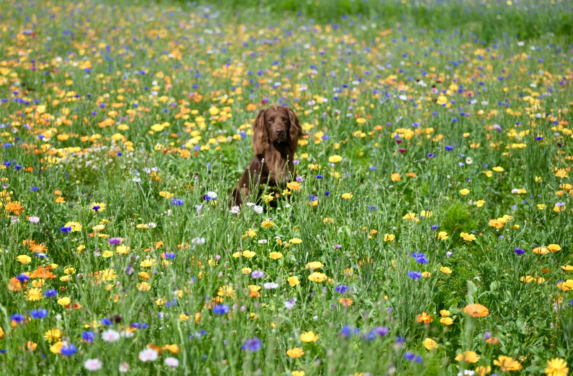 Brown cocker spaniel sitting in the wildflower meadow
